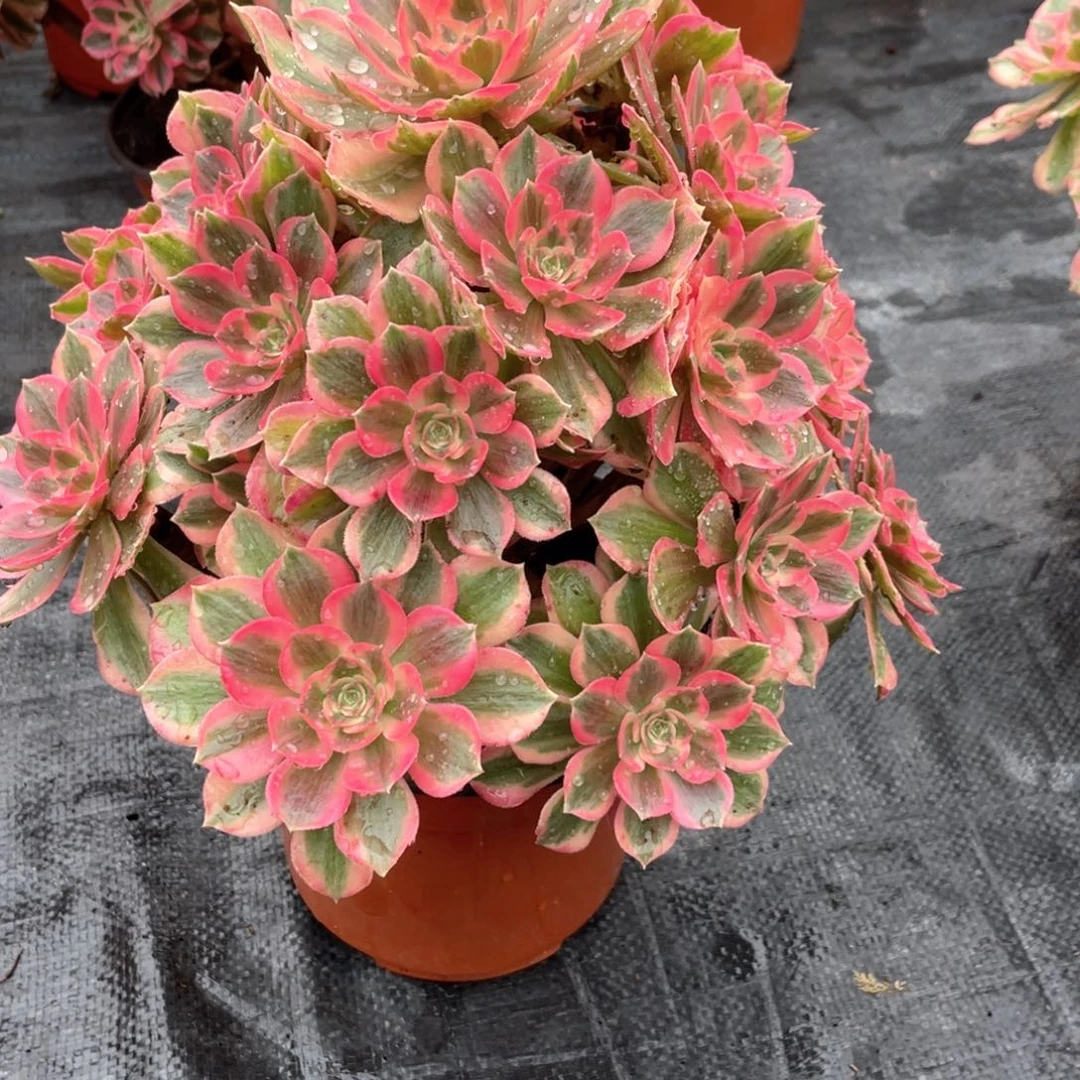 粉女妖老桩手捧115