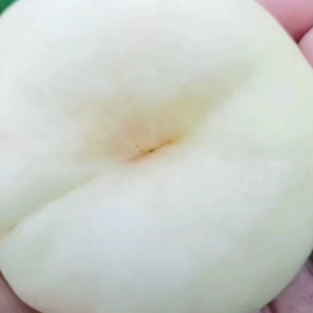 香玉油蟠 一年生种子