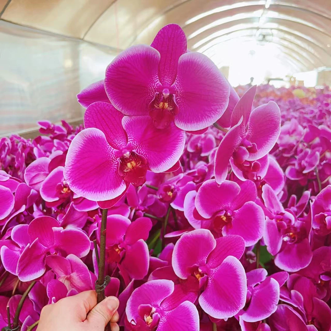 花悦里【红美人】欧品带花发货 室内花花 广州花卉源头基地