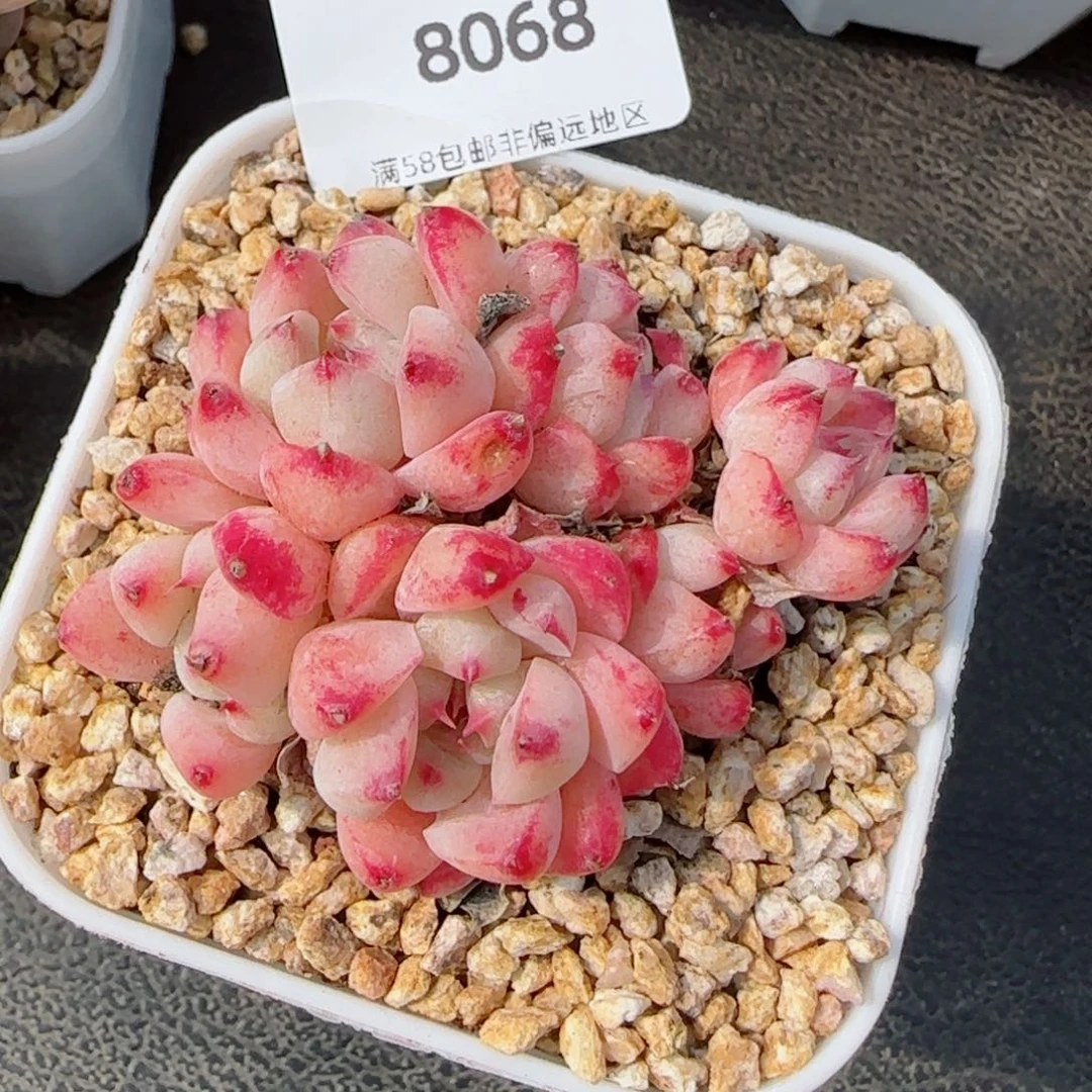 白底佳人群，8068多肉