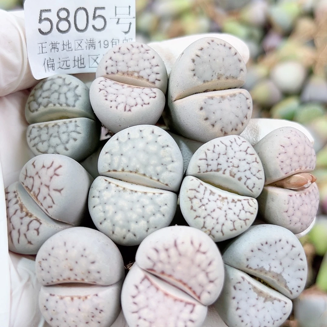 5805 好养易活生石花大母本10个2.5cm左右