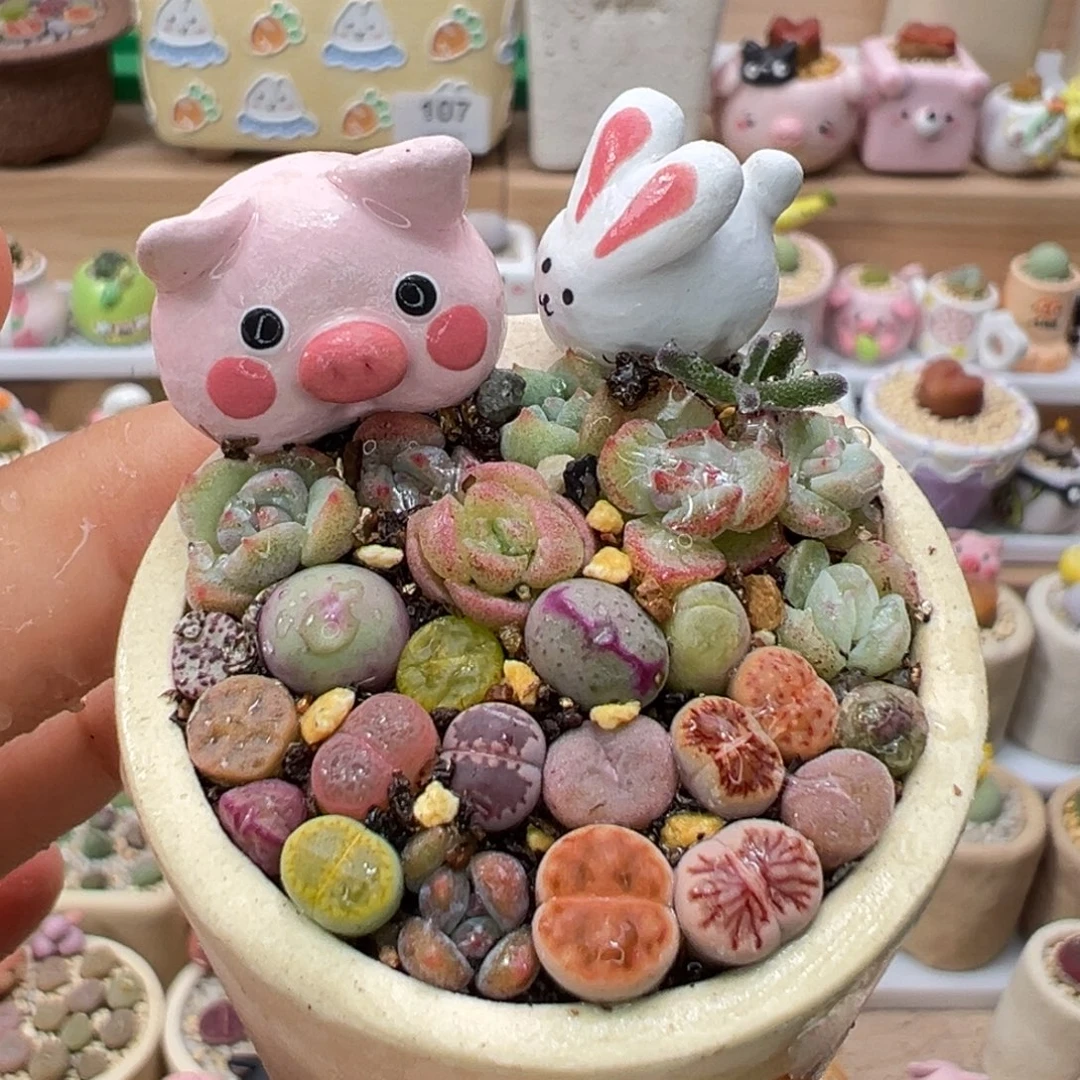多肉植物131号彩色