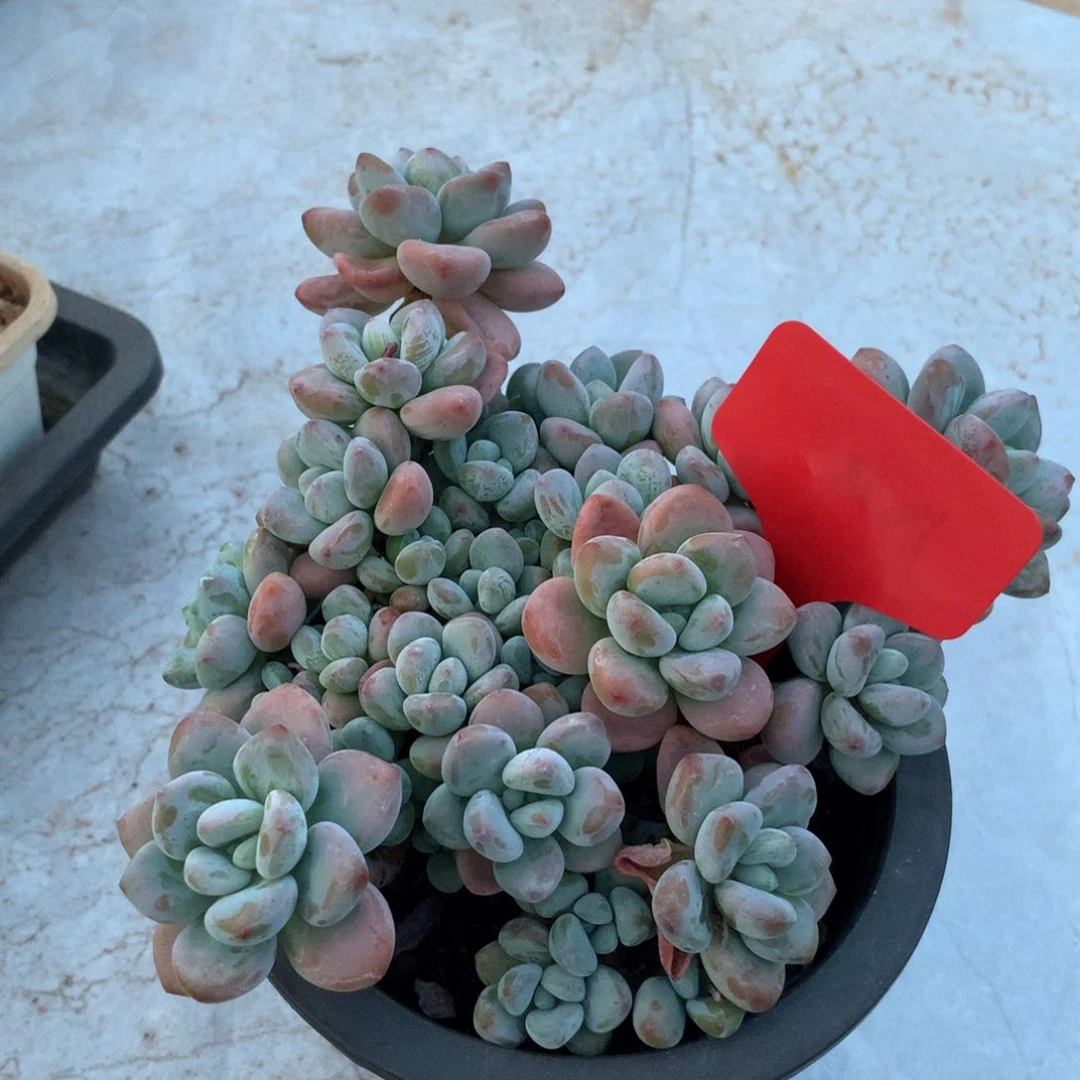 多肉植物 一物一拍
