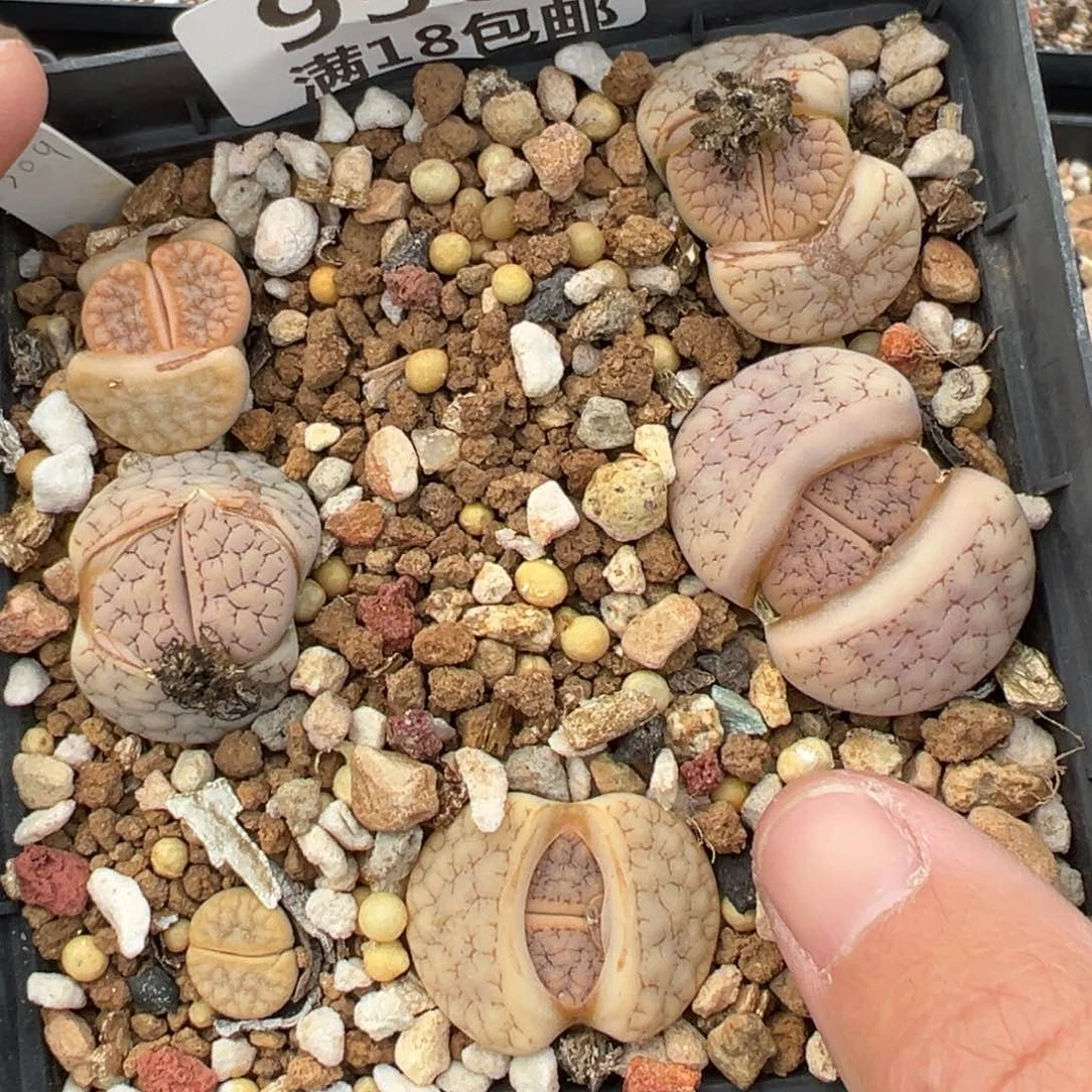 【闪购商品】956…..