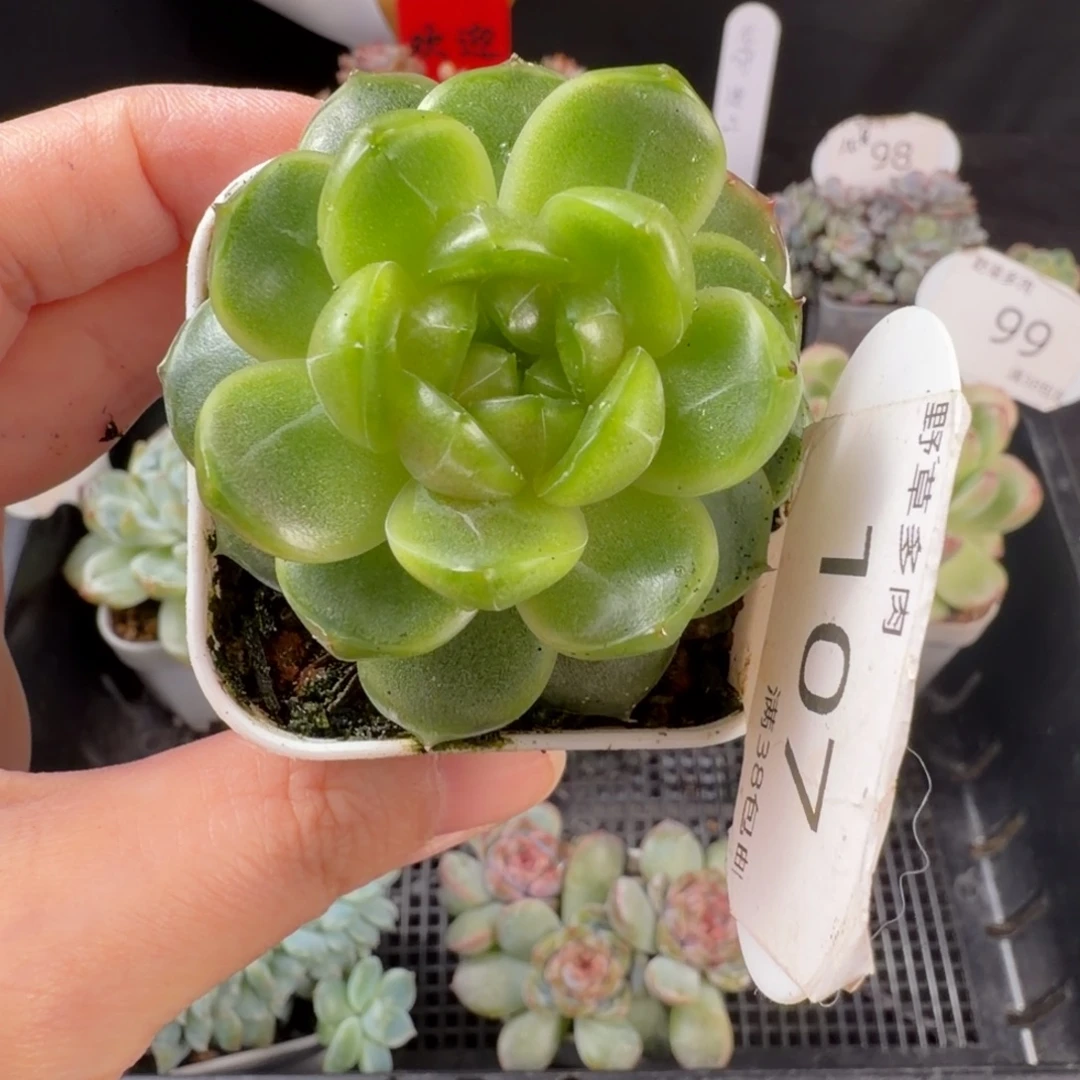 莱拉珍妮单头福利107号