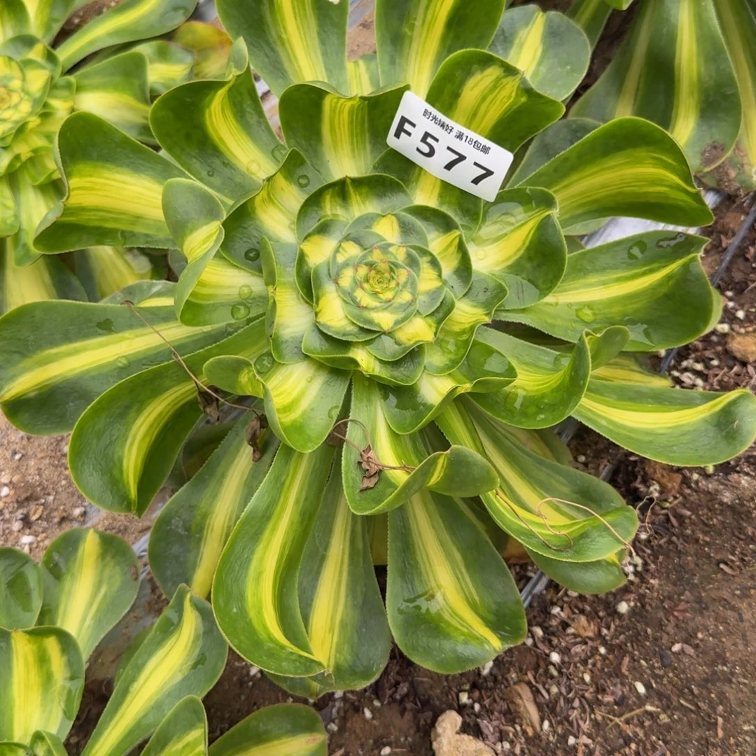 577暴君。多肉植物