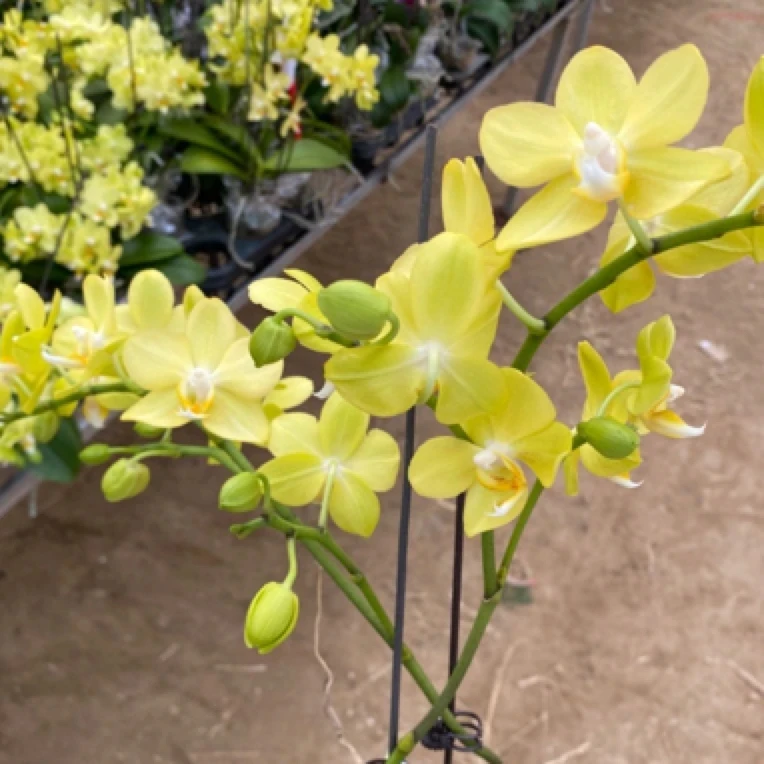 〖拉巴斯〗精品蝴蝶兰带花，基地直发