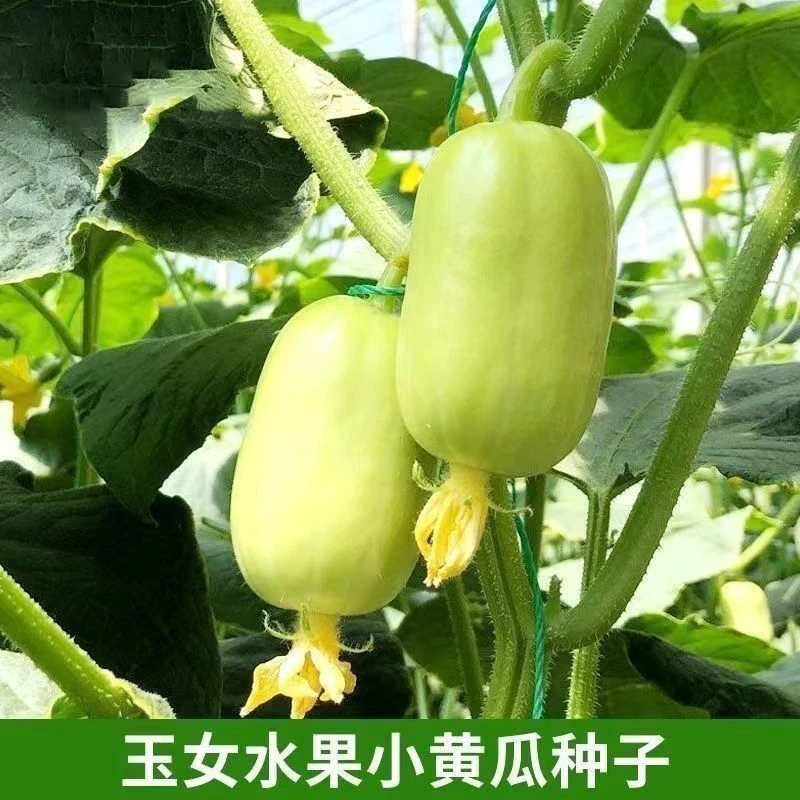 【全店满5包包邮】玉女水果黄瓜种子脆甜多汁无刺小黄瓜种籽
