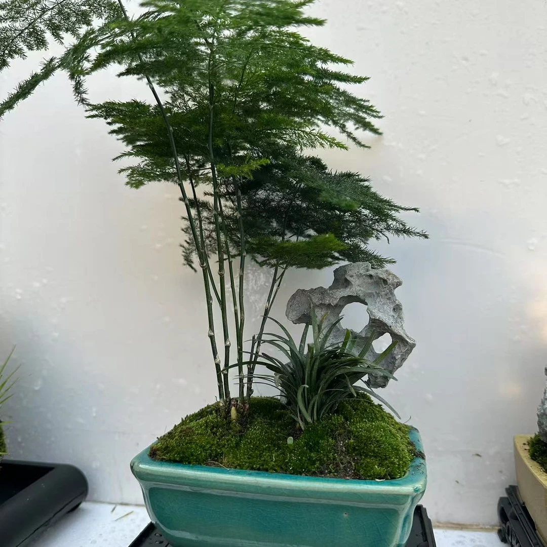 BL13附石文竹盆器颜色混发盆景