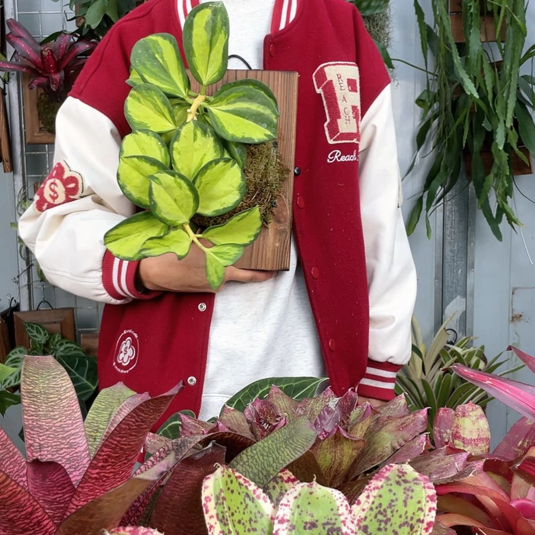 黄金粗内锦 球兰 118