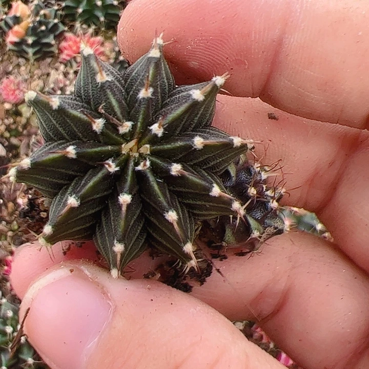 当前无花栽培后可以开花646
