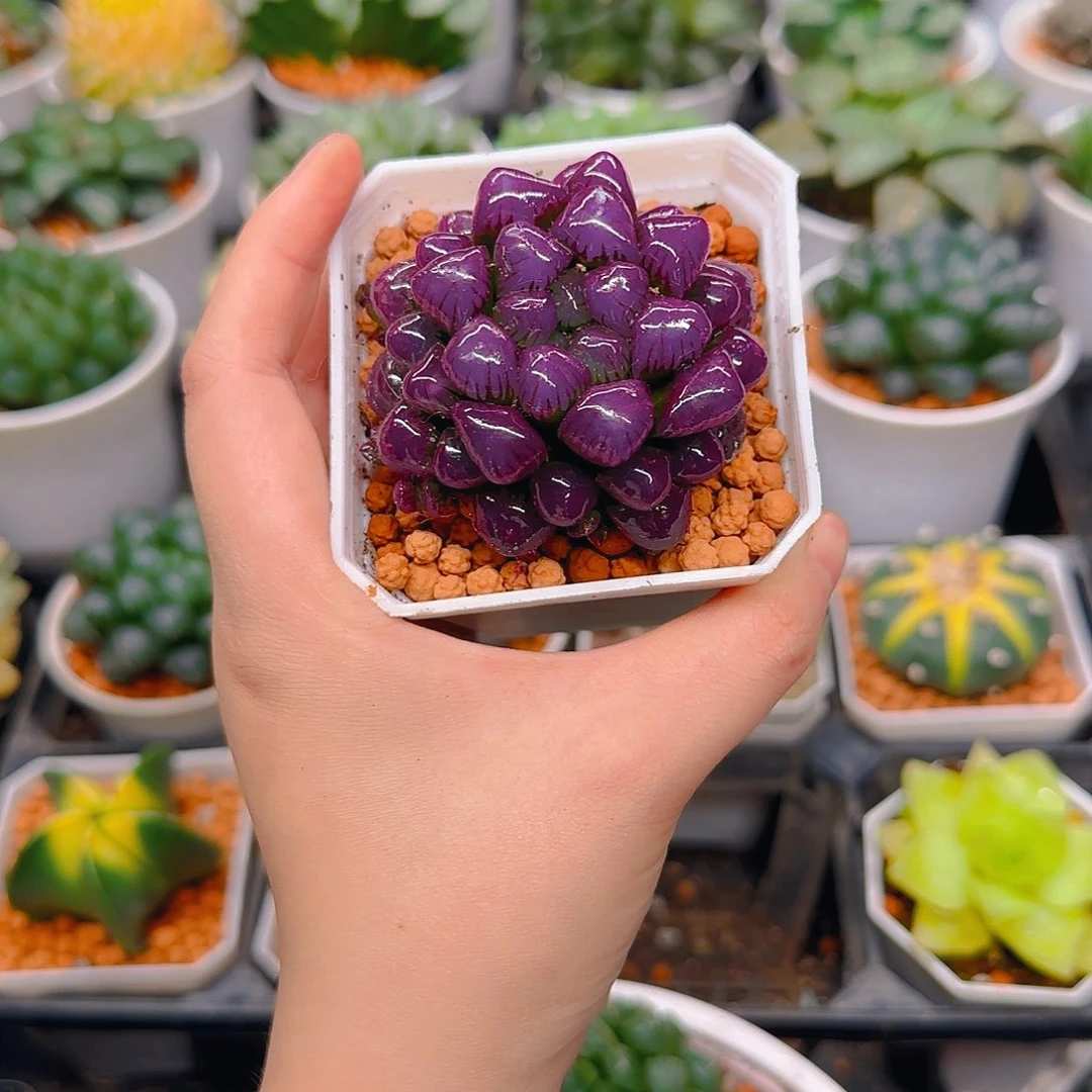 紫宝石冰灯玉露，原盆