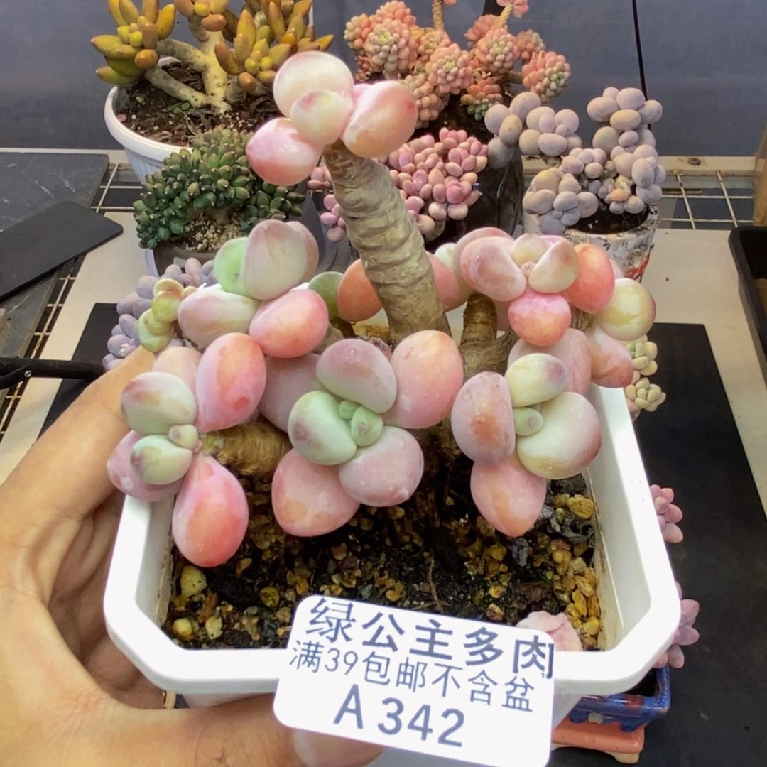 342花朵洛神多肉8cm