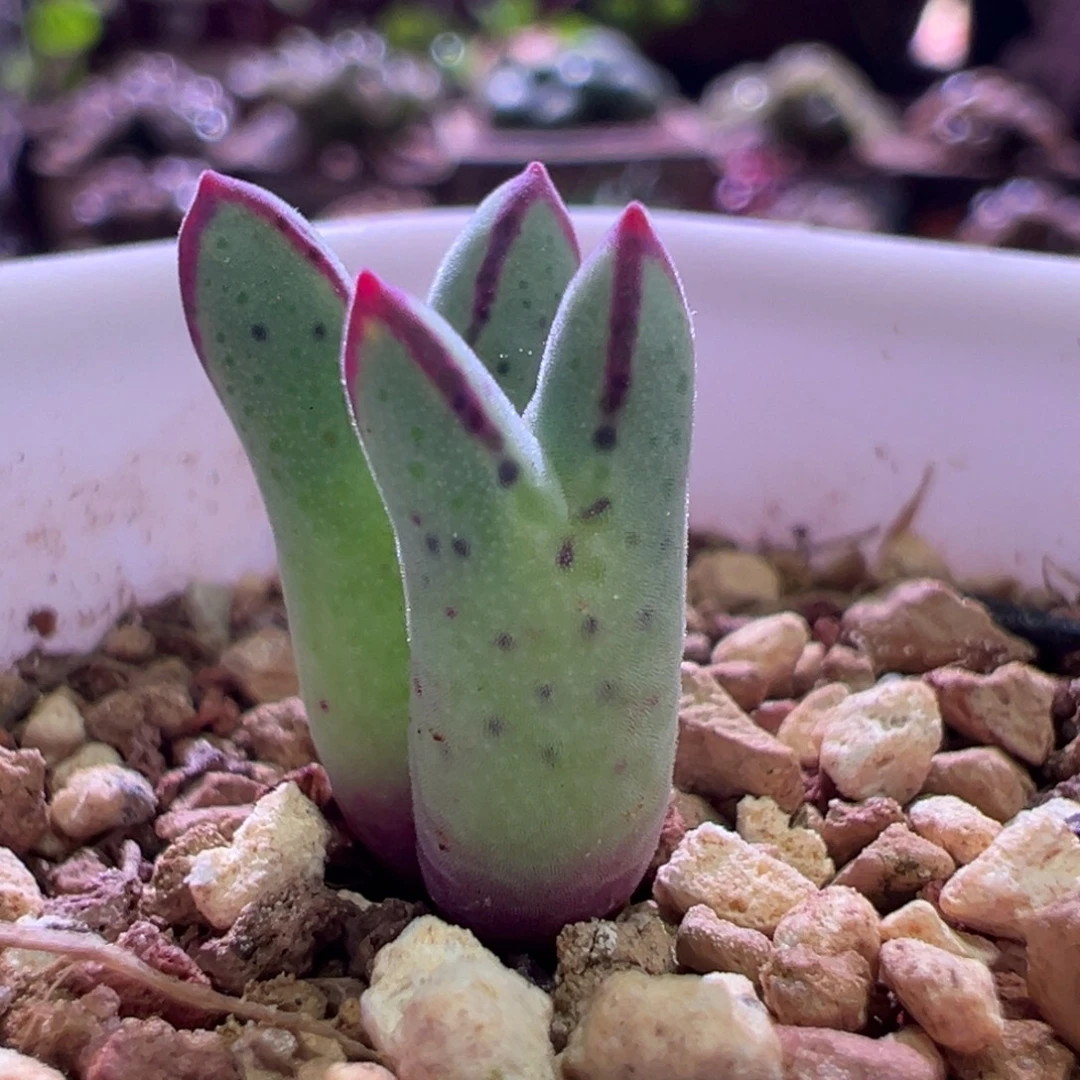 1026，英国cr985猪蹄，肉锥植物