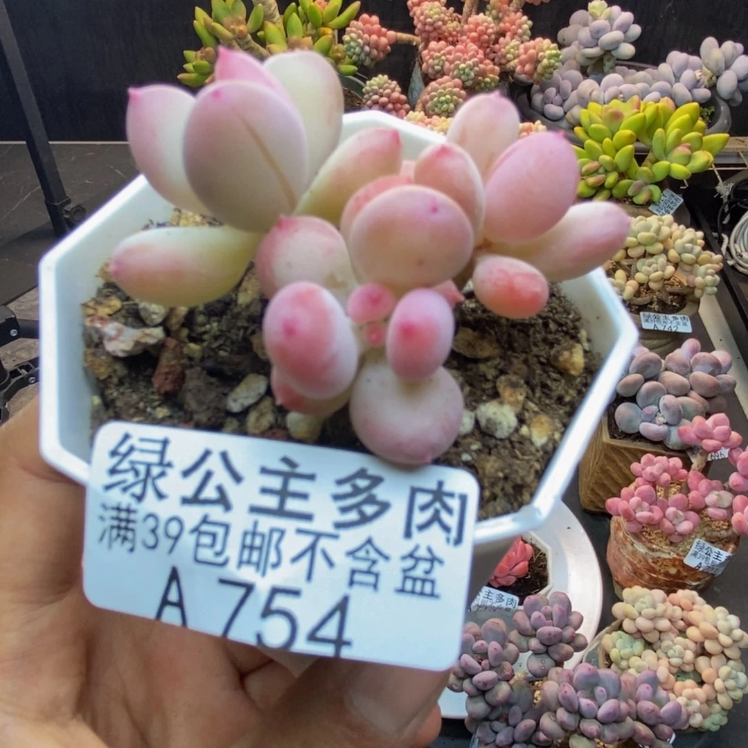 754苹果奶二代多肉5c m