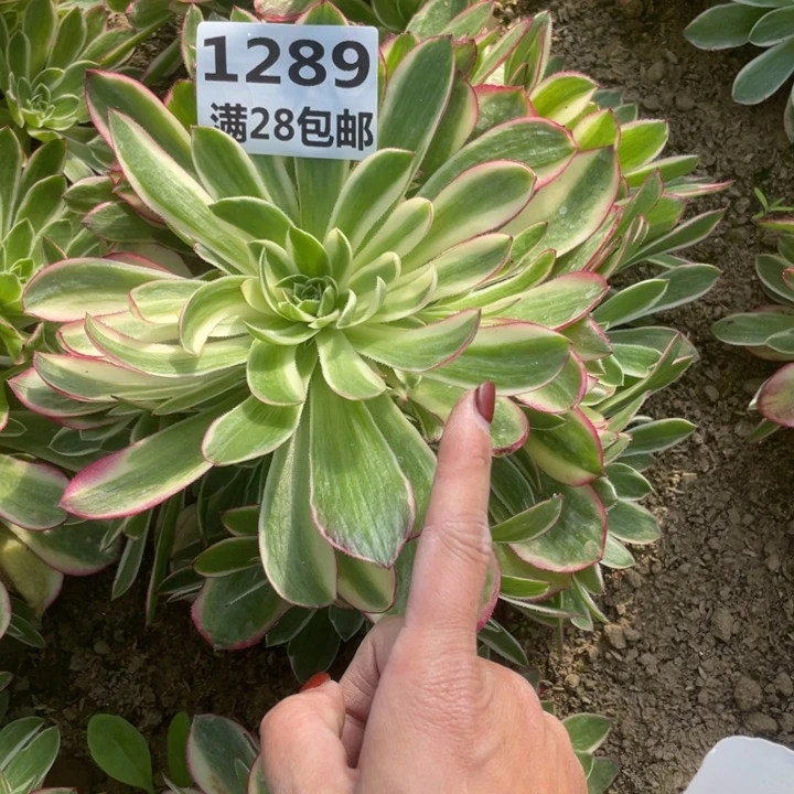 1289二号棚海王多肉植物N