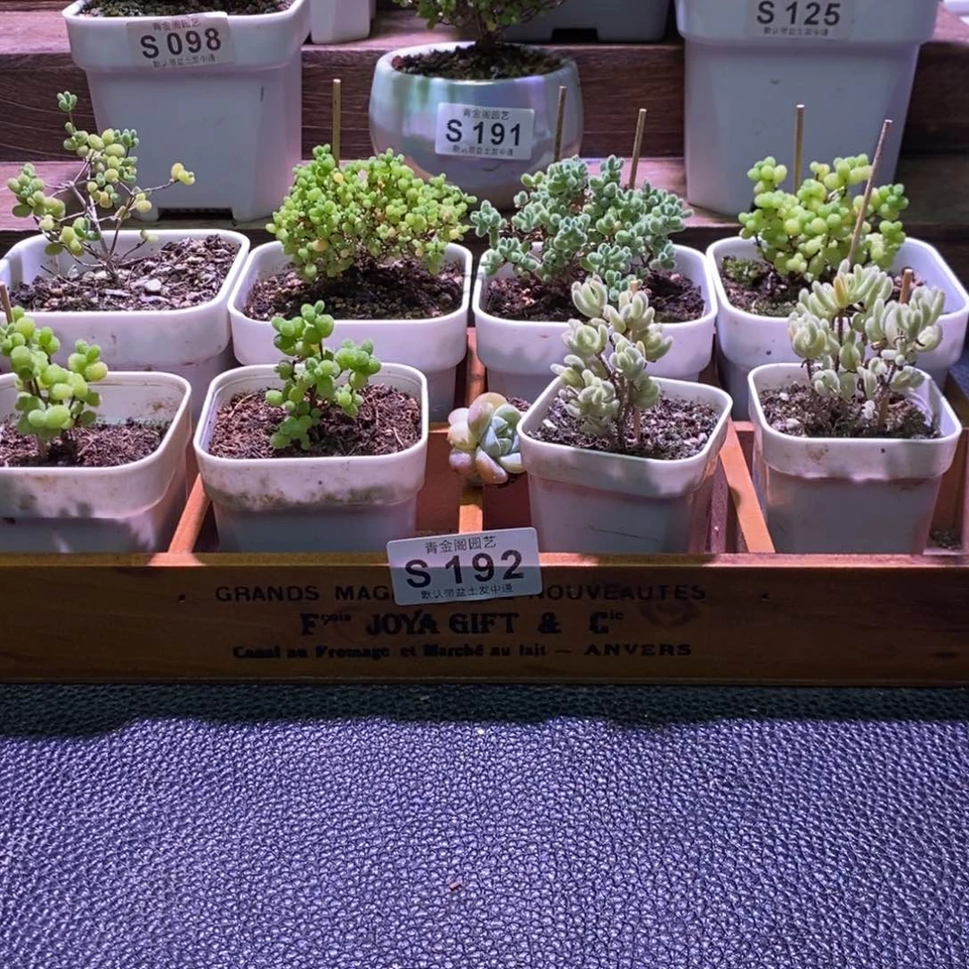 枝干番杏框拍福利S192
