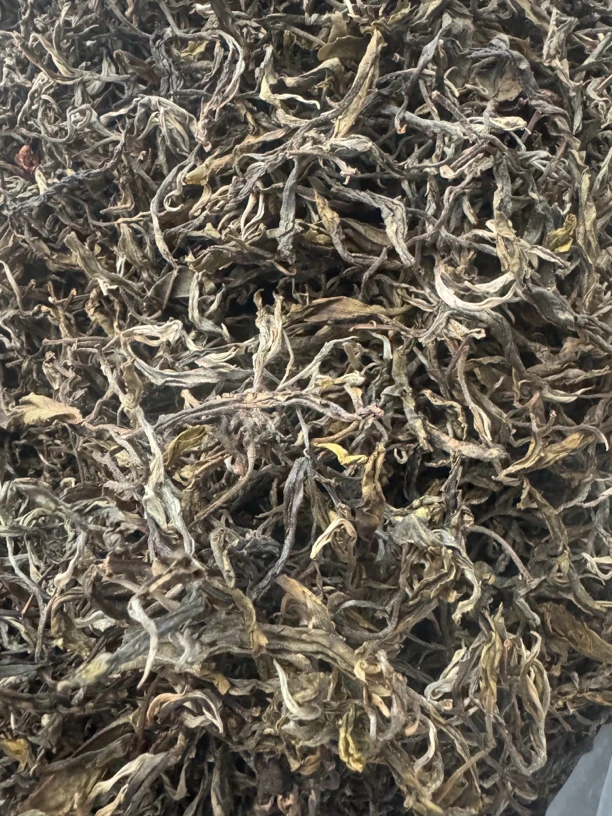 古树茶普洱生茶散茶