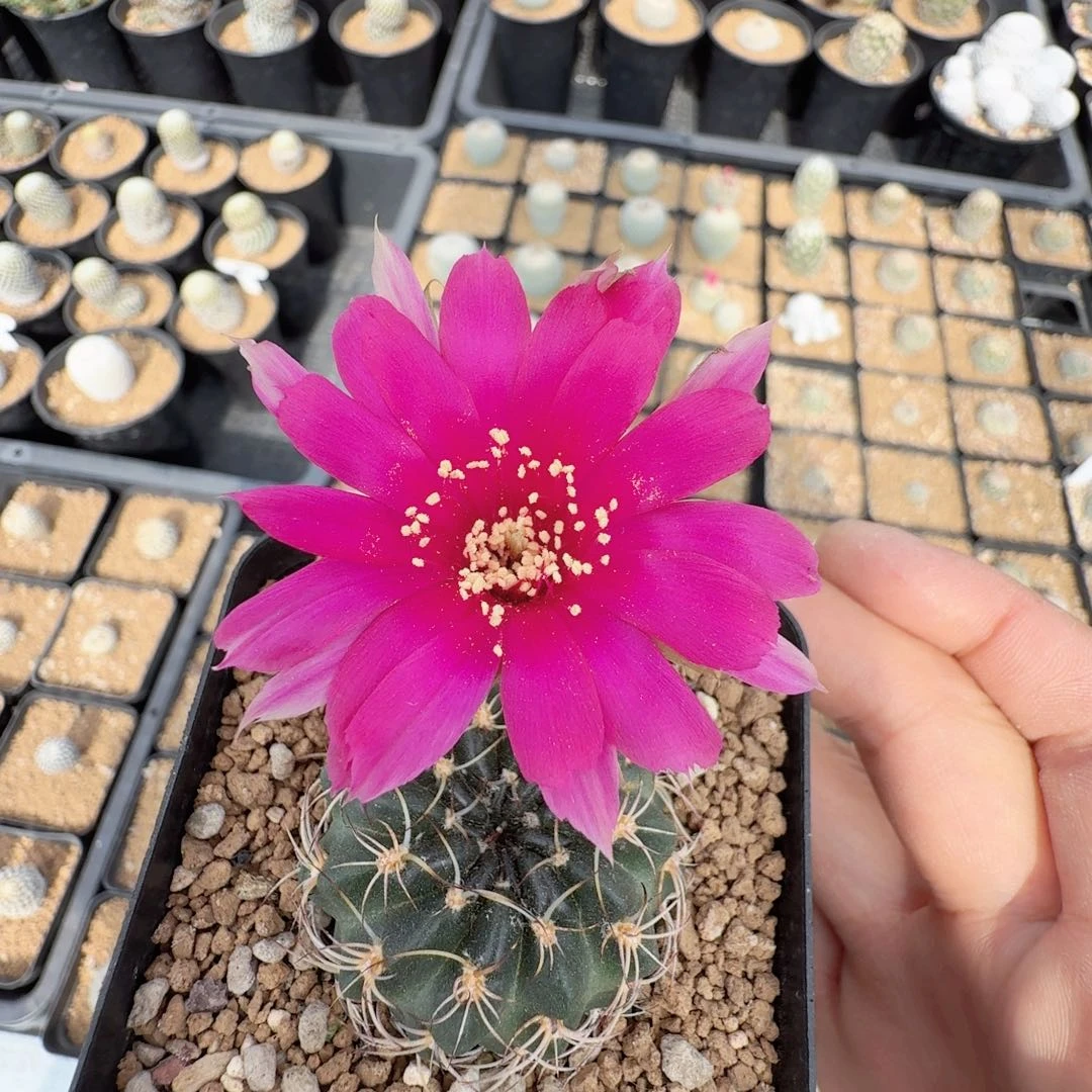 无花朵实生丽华尺寸4厘米