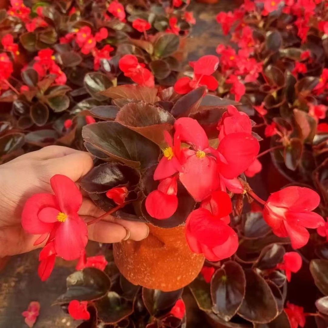 四季海棠盆栽四季开花玻璃翠花秋海棠大叶小叶玻璃球带花室内阳台