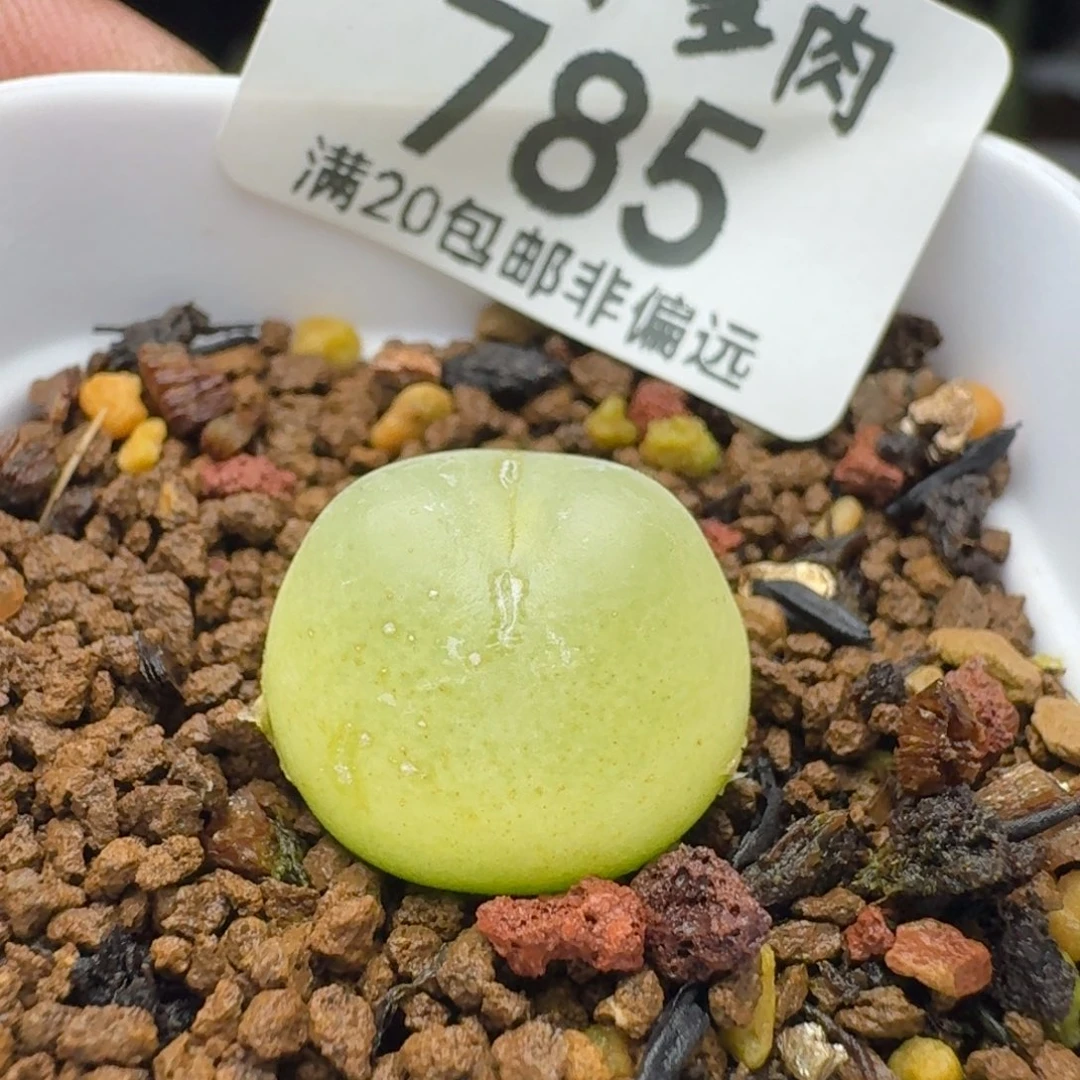 拉登1.6脱土1200有瑕疵。