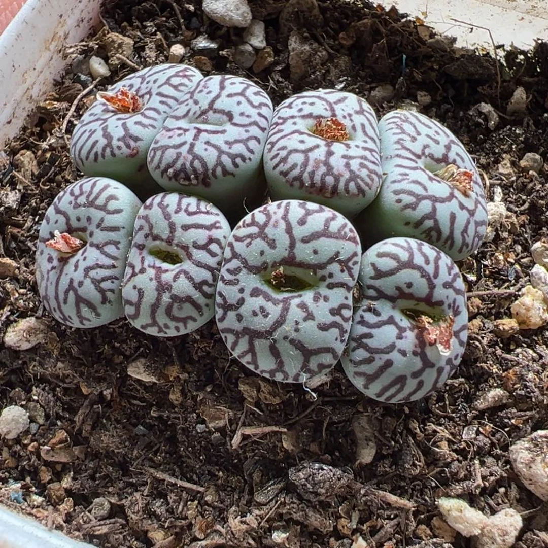 051多肉植物种类和