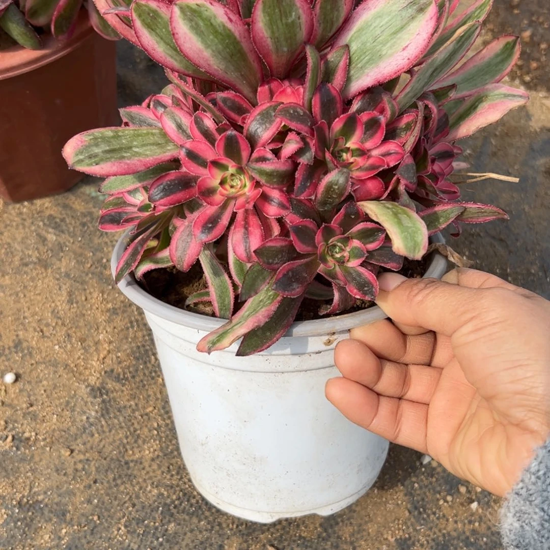 70初恋多肉多肉多肉