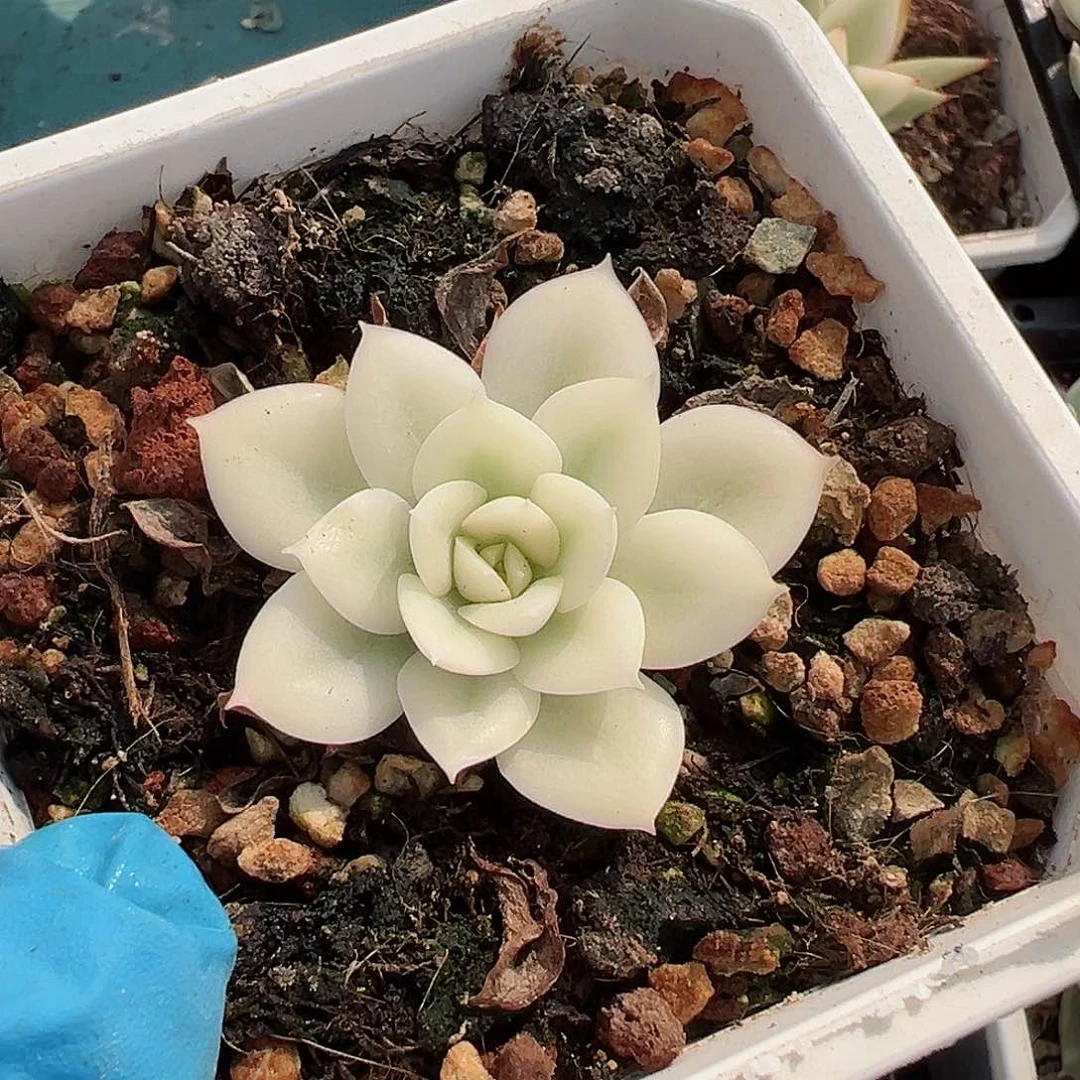 月亮仙子锦，宽覆轮锦