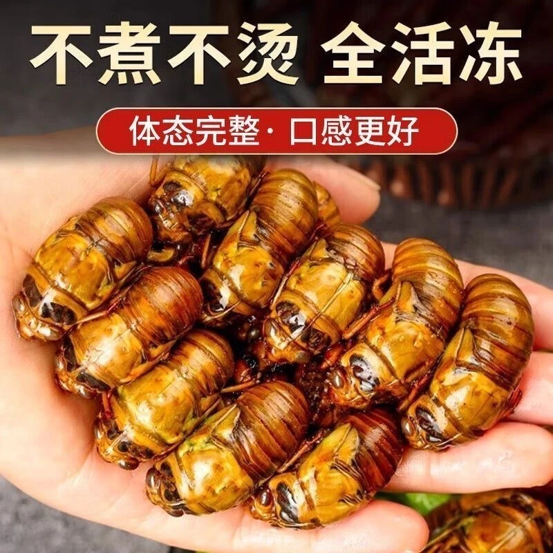 新鲜大知了猴金蝉活体爬叉猴速冻营养美味高蛋白江苏发货
