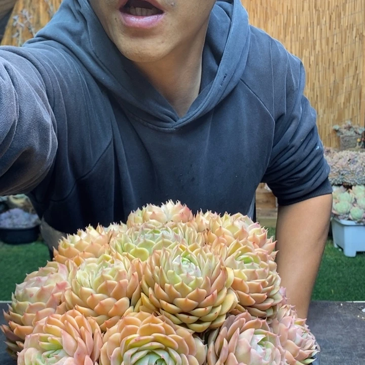 翀***74号昂斯诺多肉植物