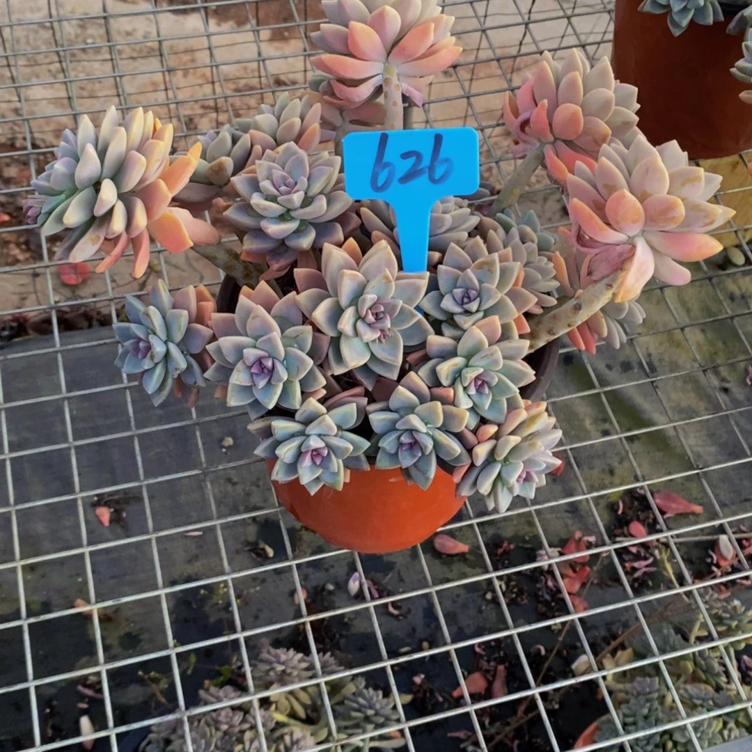 念****淡雪626。