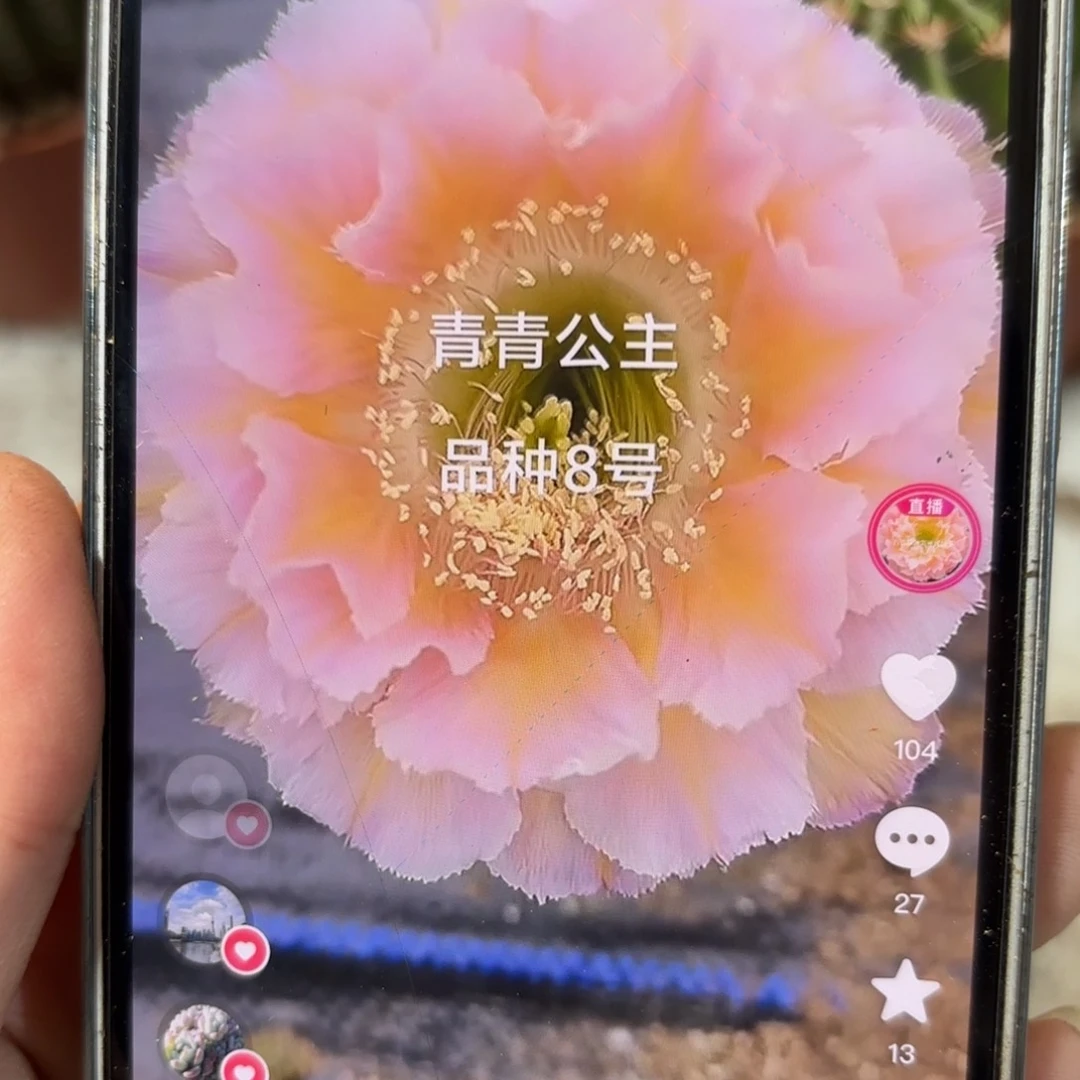 彩草青青公主侧牙2.5到3公分