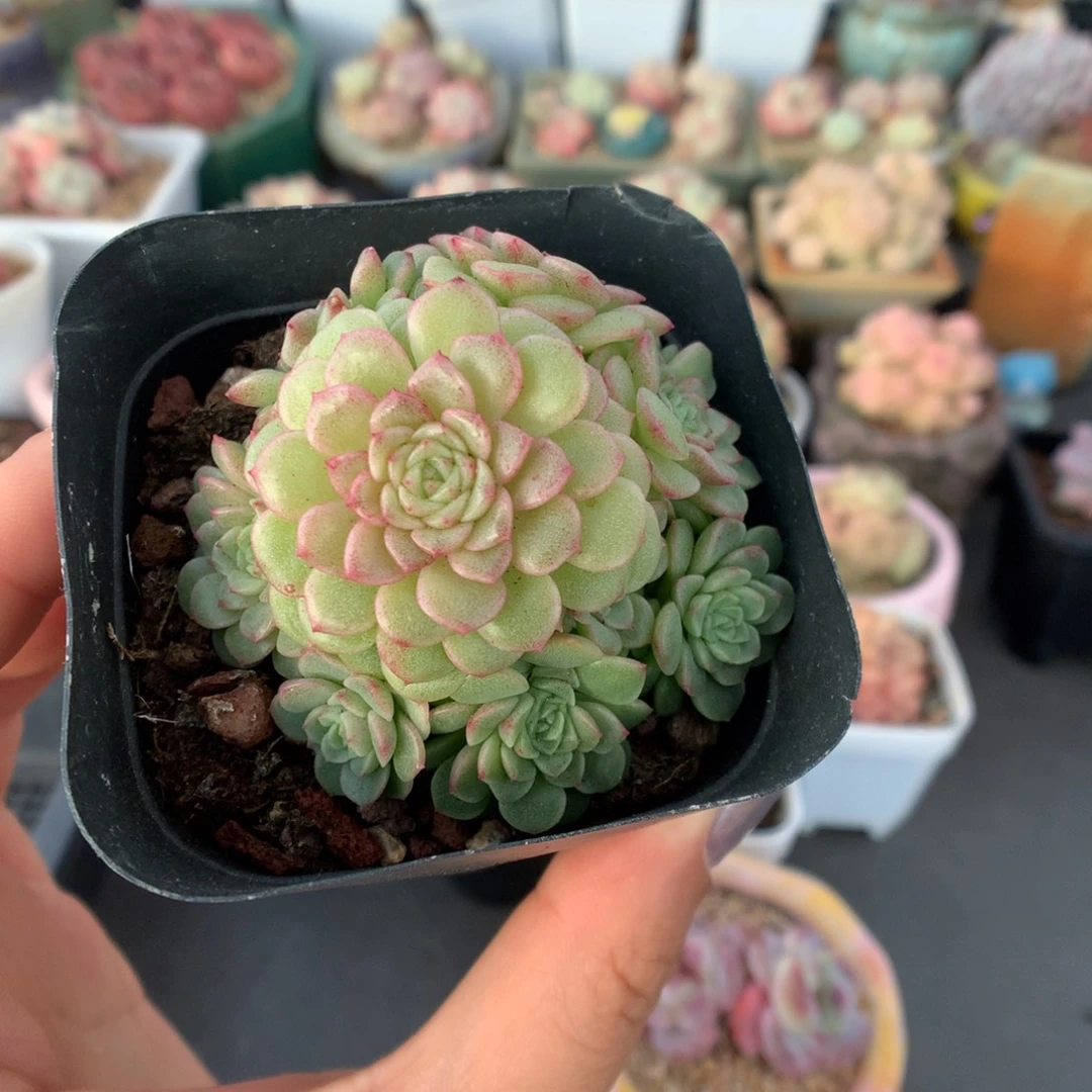 灯泡叶麦杆多肉植物