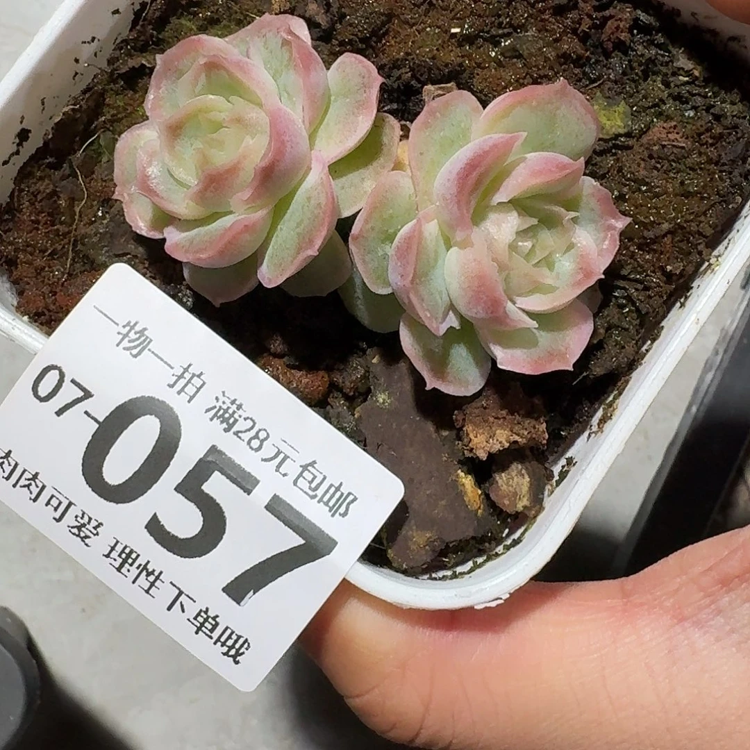 水晶虾饺无盆土发货无盆