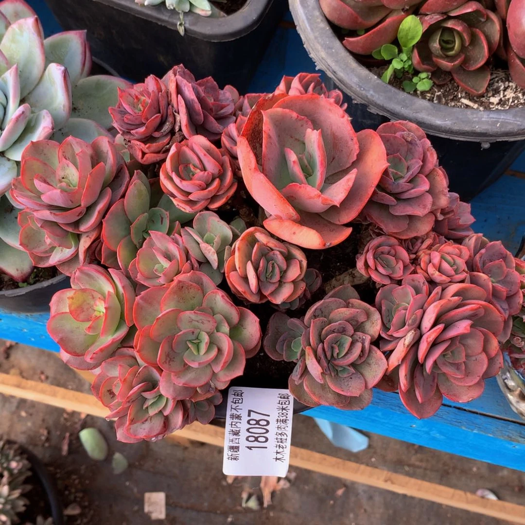 陇***业   秀妍18087