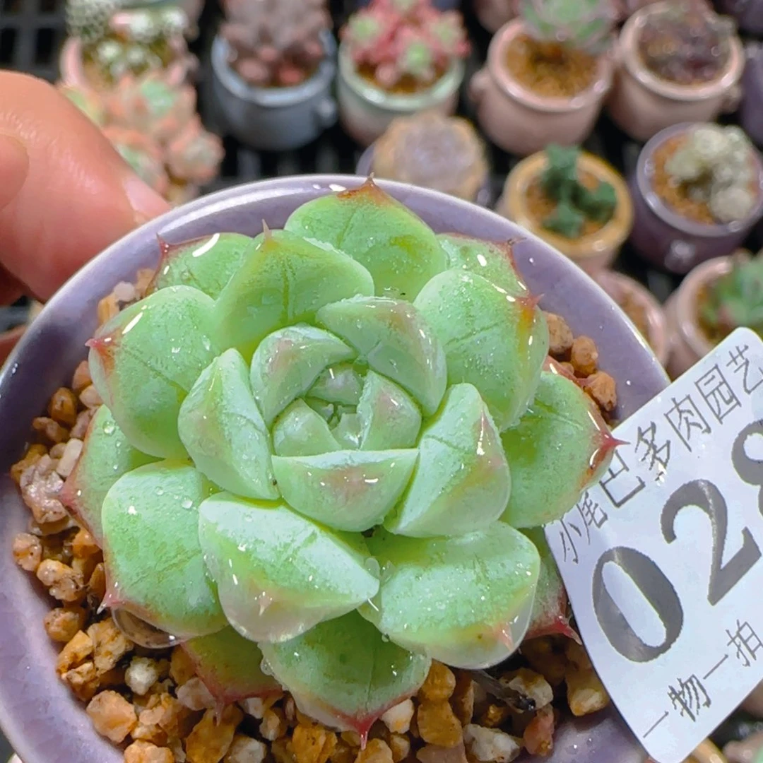 AM小尾巴5CM迷你拇指盆栽精控多肉028