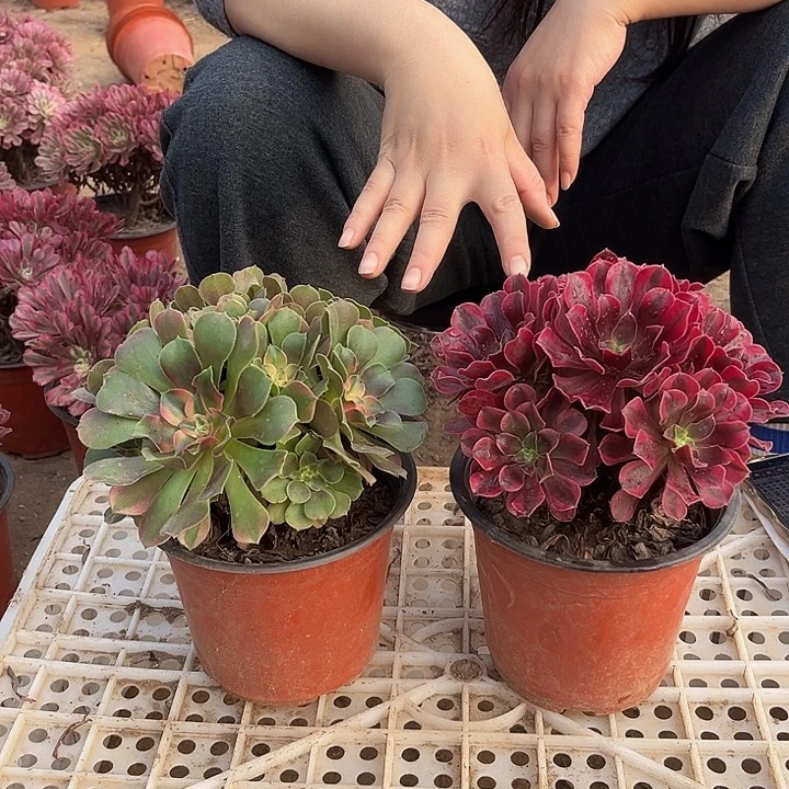 香妃➕美杜莎组合脱土发货