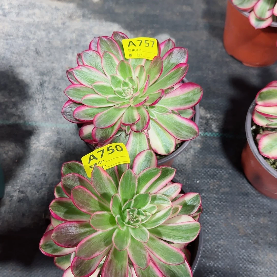 倾城757 750多肉多肉