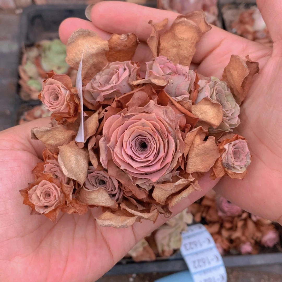 1615 会掉侧芽不售后