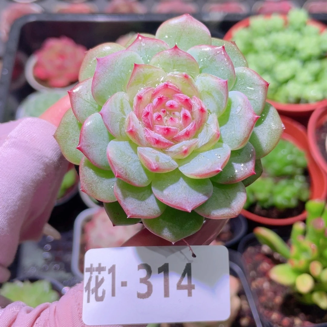 花利美1-314糖心新品