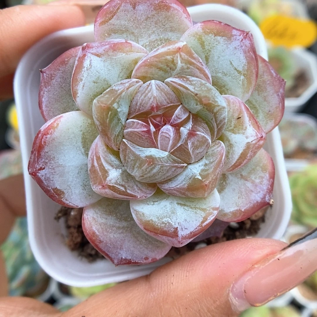 钻心珍妮476号。