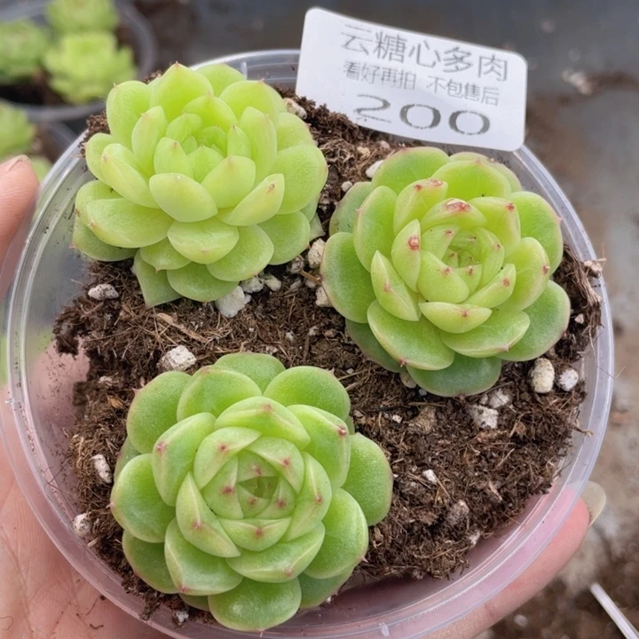 云糖心多肉植物200