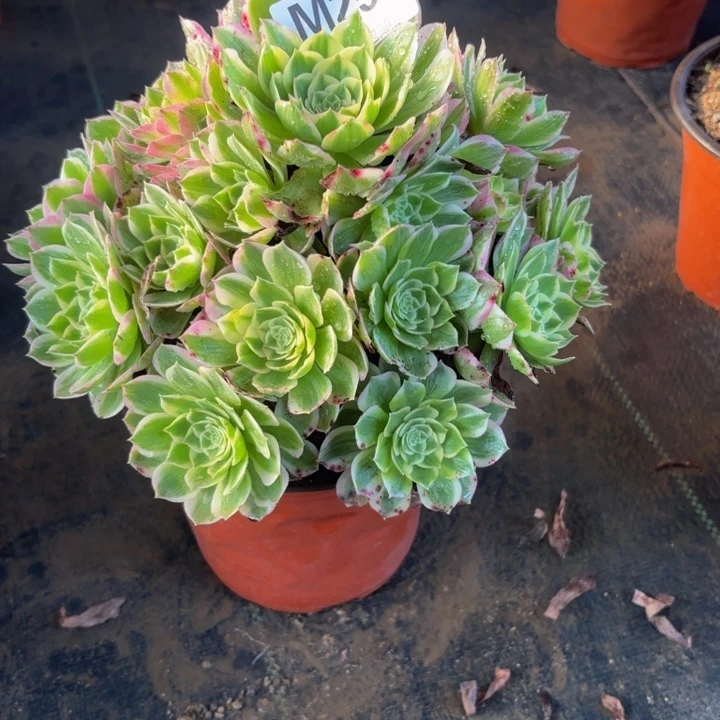 瑞妈，，。。。。。。。。258。海王，