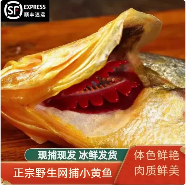 《鲜多多》东海新鲜海捕小黄鱼 3斤  顺丰 新鲜   规格1斤8-10条