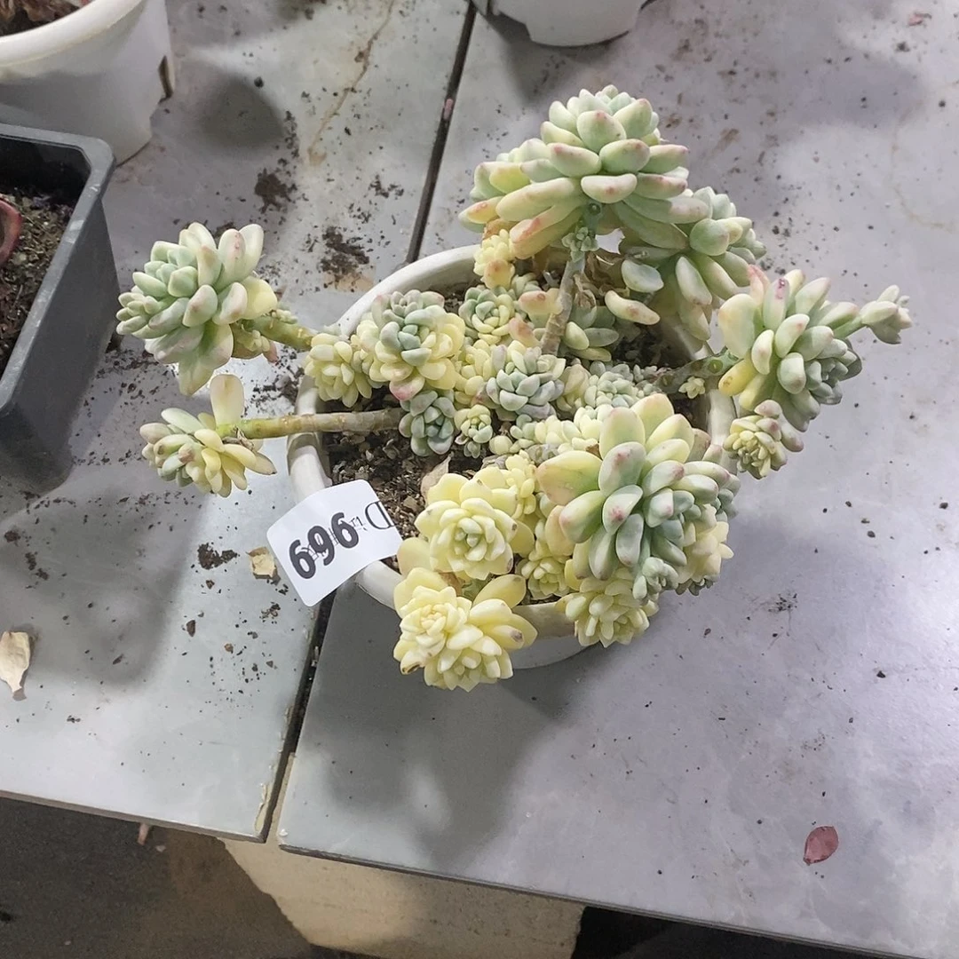 我***爷969劳尔锦多肉植物