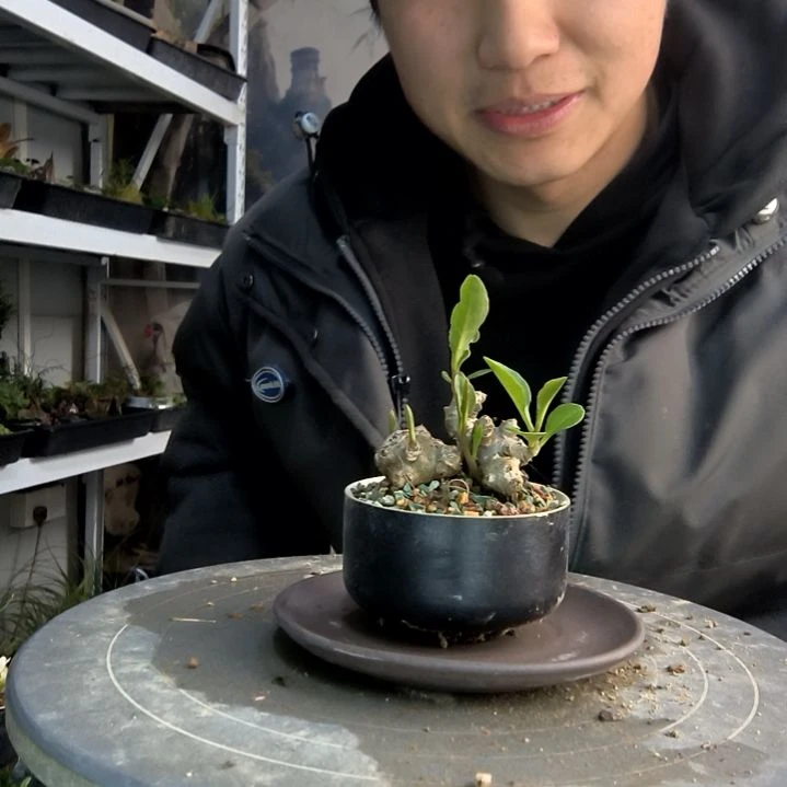 珊*小盆景小植物一物一拍186