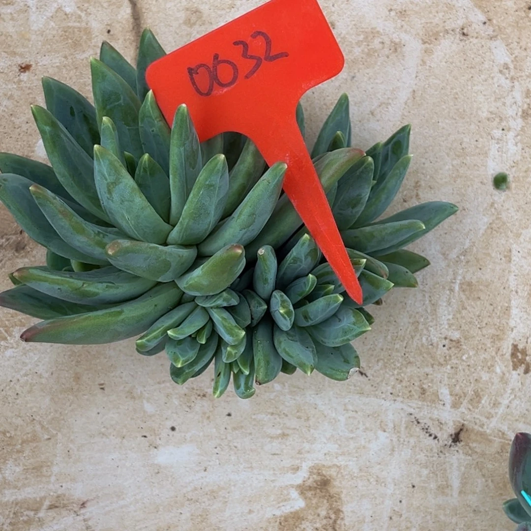 0032号上午多肉植物群生多肉植物群生