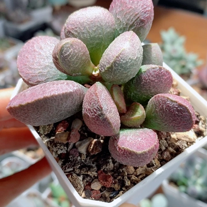 实生008号水泡多肉植物