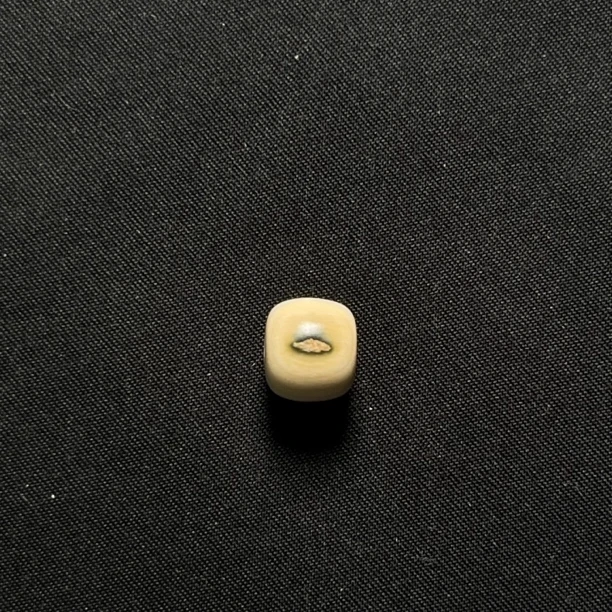 B4307 老型蓝眼桶珠 只做天然猛犸牙