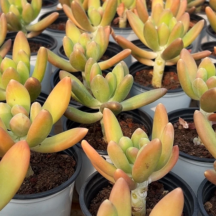 团   066      金蝉